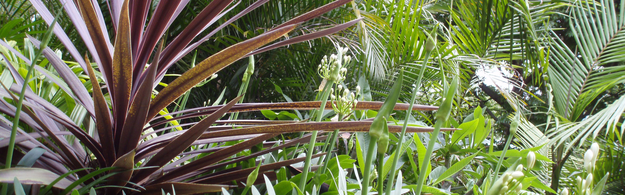 Eclipse Landscapes | Northern Beaches Landscapers - Landscaping North Shore